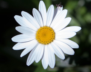 Singe white daisy with insect on pedal isolated