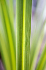 Green stripped leaf isolated