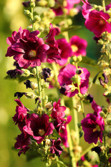 Common hollyhock flowers (Alcea rosea) in a garden