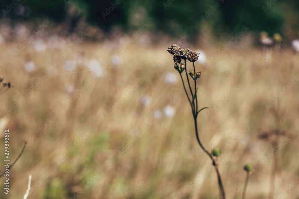 Wall mural Beautiful spider web on dried wildflowers in sunny meadow  in mountains. Exploring  flowers and herbs, rural simple life in countryside. Atmospheric image