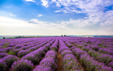 Beautiful lavender fields on a sunny day. lavender blooming scented flowers. Field against the sky. Moldova.