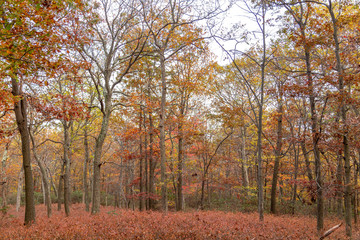 Autumns landscape scenery taken at Bear Mountain Park, New York