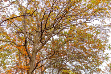 Fototapeta premium Autumns landscape scenery taken at Bear Mountain Park, New York