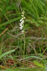 Blühendes Kriechendes Netzblatt (Goodyera repens)