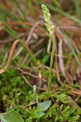 Blühendes Kriechendes Netzblatt (Goodyera repens)