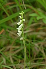 Blühendes Kriechendes Netzblatt (Goodyera repens)