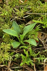 Blattrosette des Kriechenden Netzblatts (Goodyera repens)