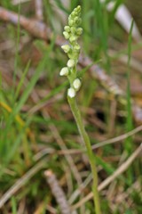 Blühendes Kriechendes Netzblatt (Goodyera repens)