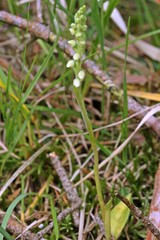 Blühendes Kriechendes Netzblatt (Goodyera repens)