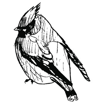 recommend clip art: Silhouette of a waxwing bird. Bohemian waxwing (Bombycilla garrulus). Hand drawn linear doodle ink sketch.