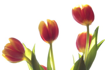 Obraz premium red tulips isolated on white background