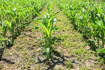 Młoda zielona roślina kukurydzy na polu w równych rządkach.