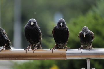 pigeons on wire