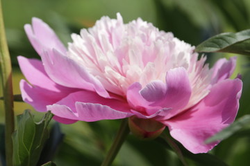 Obraz premium pink peony flower in garden