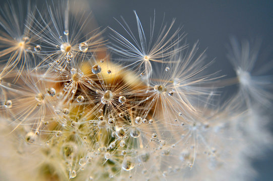 Close up Water drops on dandelion seeds. An artistic picture of dandelion flower