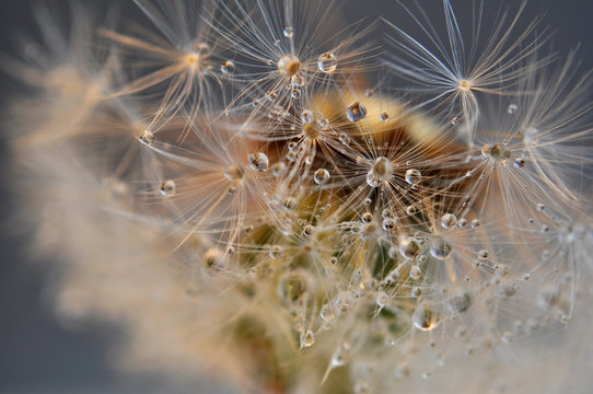 Close up Water drops on dandelion seeds. An artistic picture of dandelion flower
