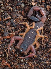 juvenile brown bark scorpion, Centruroides gracilis, blowing a bubble to expell excess air after feeding, from above, vertical