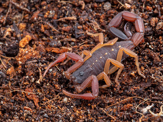 juvenile brown bark scorpion, Centruroides gracilis, on soil, 3/4 view