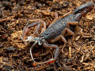 juvenile brown bark scorpion, Centruroides gracilis, feeding on a male Philodromus crab spider, 3/4 view
