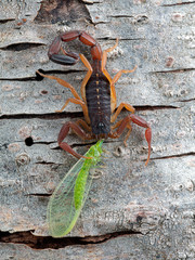 juvenile brown bark scorpion, Centruroides gracilis, feeding on a green lacewing (Chrysoperla), on bark, vertical