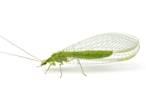 green lacewing, Family Chrysopidae, side view, isolated