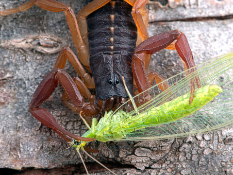 juvenile brown bark scorpion, Centruroides gracilis, feeding on a green lacewing (Chrysoperla), on bark, close-up