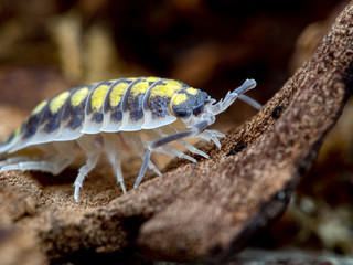 painted woodlouse, Porcellio haasi, high yellow color phase, close-up