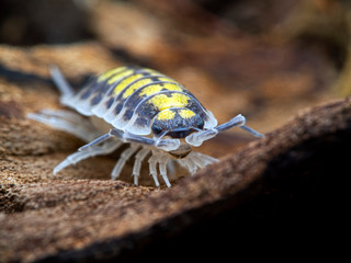 painted woodlouse, Porcellio haasi, high yellow color phase, close-up, front view