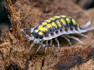 painted woodlouse, Porcellio haasi, high yellow color phase, close-up, 3/4 view