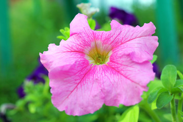 Petunia on a beautiful green background