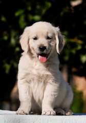 little cute puppy breed Golden Retriever