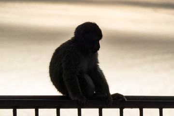 Berberaffe Macaca sylvanus Affe Fels von Gibraltar