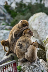 Berberaffe Macaca sylvanus Affe Fels von Gibraltar