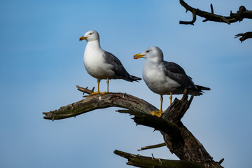 Möve