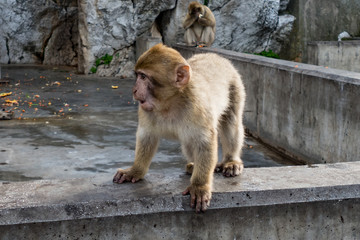Berberaffe Macaca sylvanus Affe Fels von Gibraltar