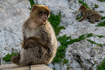 Berberaffe Macaca sylvanus Affe Fels von Gibraltar