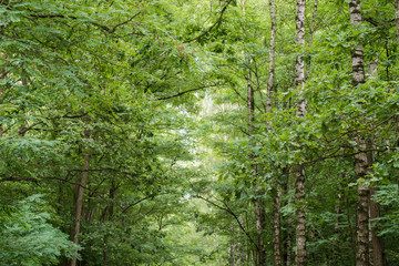 Fototapeta na wymiar trees in summer forest