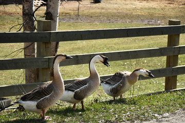 Three Domestic Geese
