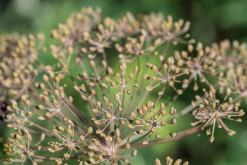 Dill (Anethum graveolens) seeds in garden macro