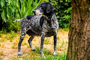 Pointer dog standing at the dry grass with green bushes in the background