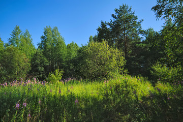 Fototapeta premium Summer meadow landscape with green grass and wild flowers on the background of a forest.
