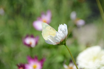 yellow butterfly on flower