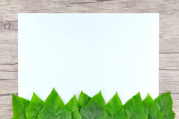 Frame of Green leaf on wood background