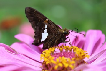 Closeup of Black and White Butterfly on Pink zinnia