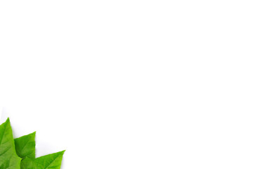 Fototapeta premium Green leaf isolated background