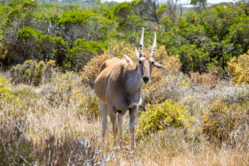 Elenantilope (Taurotragus oryx)