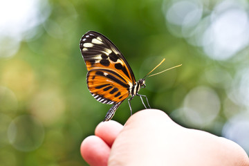 Beautiful exotic butterfly sitting on hand. Butterflies are important part of  our ecosystem