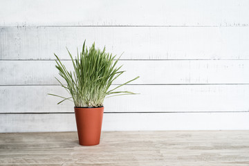 Orange flower pot with greens on the table stands on a white wooden wall background. Copy space