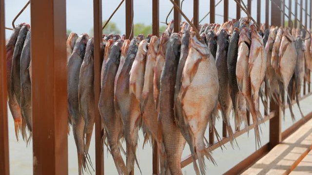 Fish is dried in the sun, on the pier near a small fishing village, on the banks of the Volga River.
