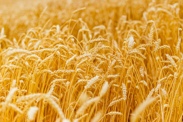 background of ripening ears of yellow wheat field. Close up nature photo Idea of a rich harvest